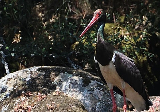 Ejemplar de cigüeña negra en Castilla y León.
