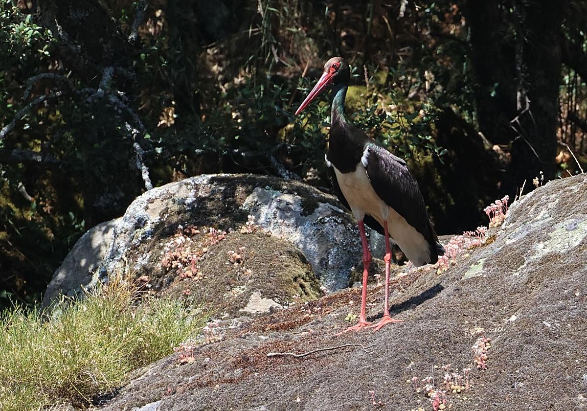 Ejemplar de cigüeña negra en Castilla y León.