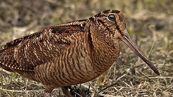 Burgos estrena en la Sierra de la Demanda un plan de caza con récord de permisos de becada