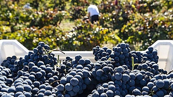 El nuevo complejo de viñedos con 355 hectáreas que planean crear en un pueblo de Burgos