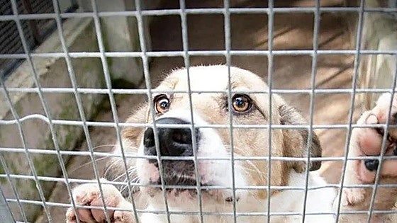 La recogida de animales en Burgos se dispara a 84 en el primer mes de la nueva empresa adjudicataria