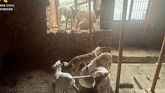 Buscan a un hombre por abandonar a once perros famélicos en una casa en ruinas de un pueblo de Burgos