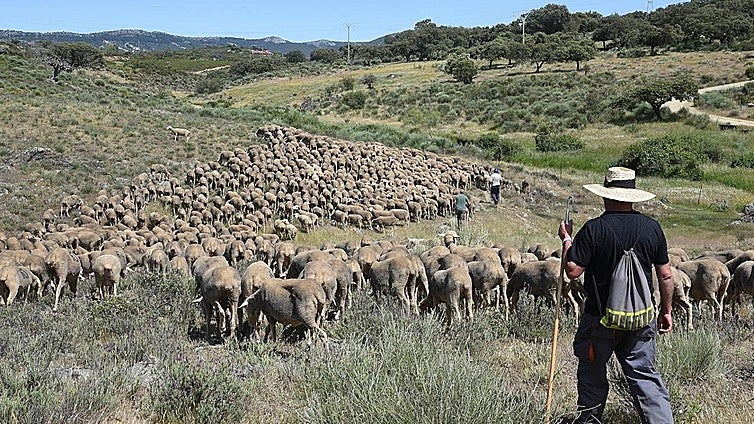 Las 18 vías pecuarias de Burgos, patrimonio natural e histórico