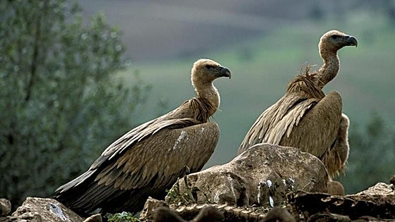 Denuncian un ataque de buitres a ganado vivo en el norte de Burgos: «A los animales se les veían los huesos. Es espantoso»