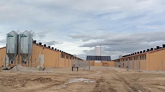 La granja de un pueblo de Burgos que pretenden ampliar para acoger 827 cerdos más