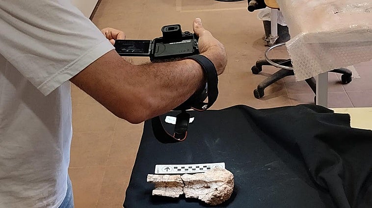El 'Demandasaurus' de Burgos revoluciona la ciencia: tres nuevos estudios confirman la conexión entre los dinosaurios de Europa y África