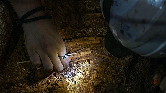 Gran Dolina vuelve a aportar restos de Homo antecessor en el arranque de la campaña de Atapuerca