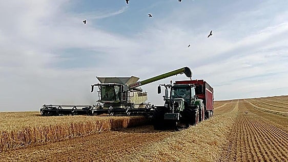 Los elevados precios y el calor adelantado marcan la cosecha de cereales en Burgos: «Se prevé menos producción que otros años»