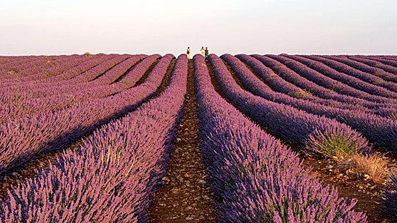 Las floraciones impulsan el patrimonio de Burgos con 'Caminos en flor'