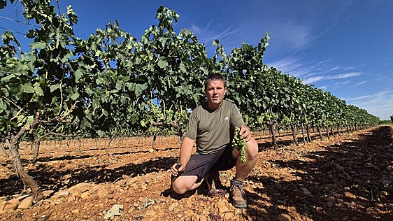 En qué consiste el aclareo de racimos, la labor imprescindible para asegurar la calidad en la Ribera del Duero