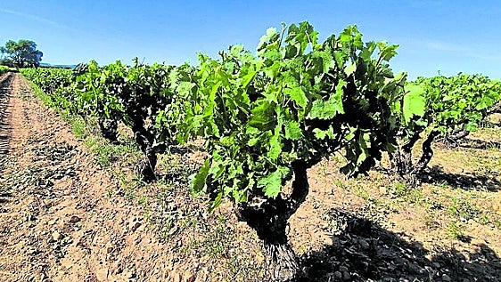 Burgos prepara diez explotaciones agrícolas para el próximo programa Cultiva 2026