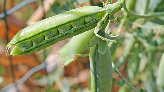 El cultivo de leguminosas crece en Burgos: ahora se siembran variedades como lentejas, algarrobas, almortas o yeros
