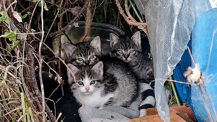 Cuidando de los gatos que no eligieron vivir en la calle de un pueblo de Burgos