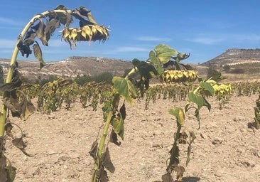 La falta de lluvias y los problemas de nascencia firman una campaña de girasol «mala» en Burgos