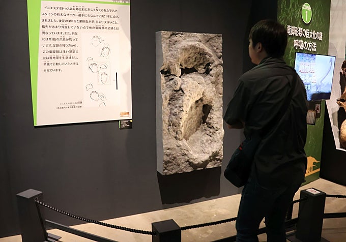Iniestapodus en Museo Fukui de Japón.