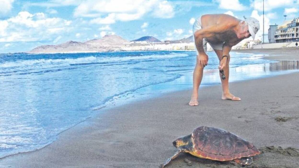 Una tortuga joven llega a Las Canteras