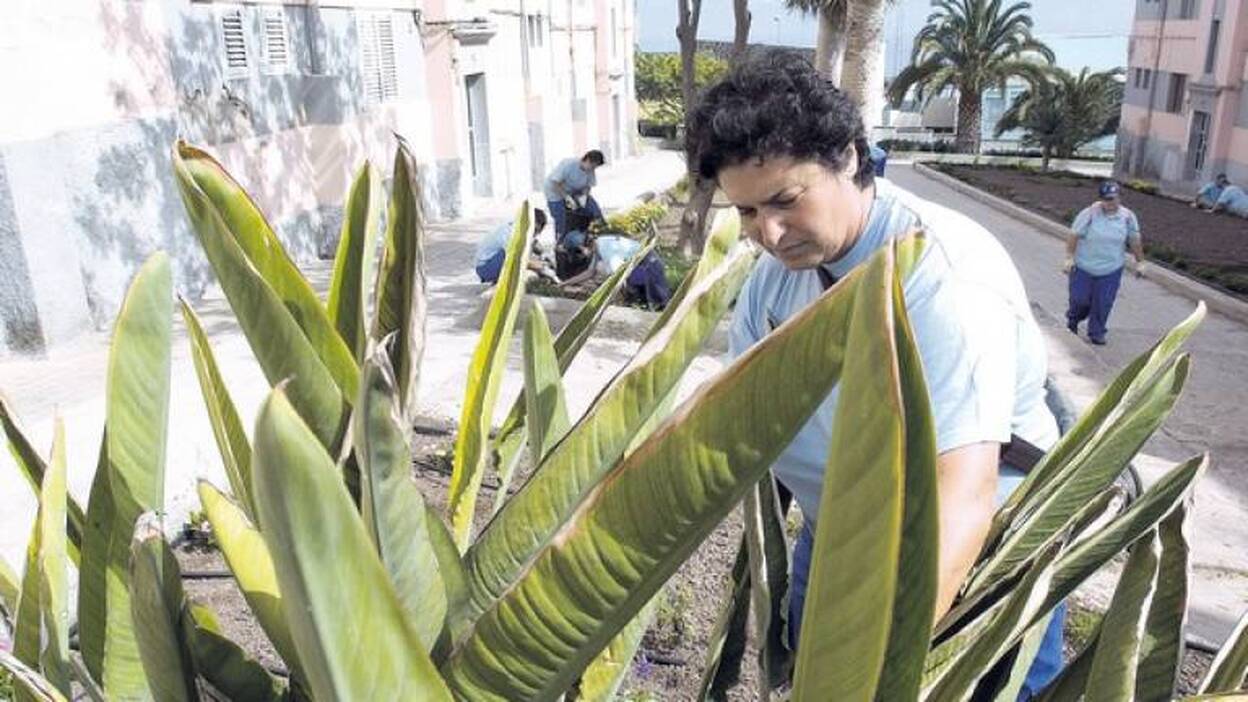 Jardineros buscan trabajo