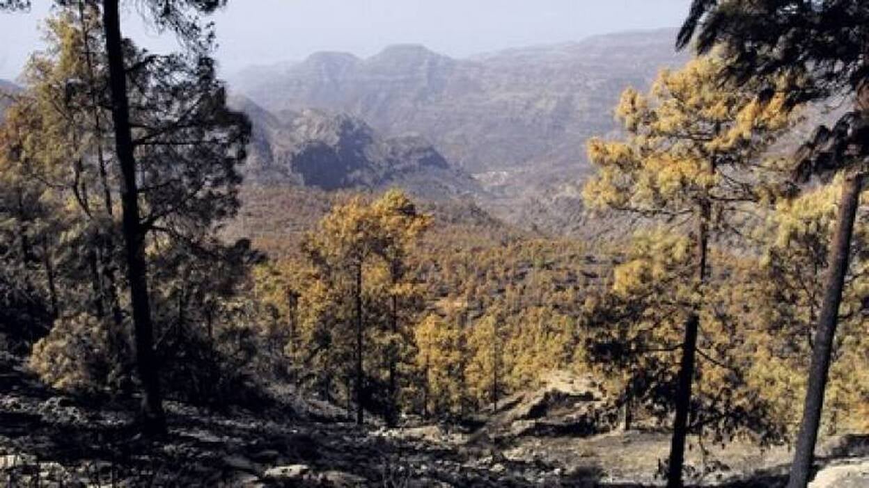 El antes y el ahora del incendio de Gran Canaria