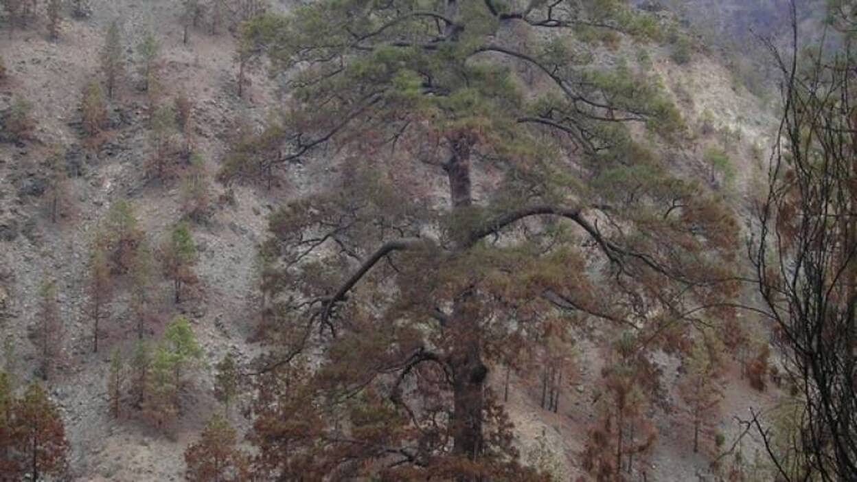 Cae el pino de Pilancones