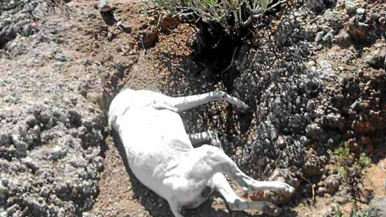 Envenenan a dos perros de caza en Los Giles