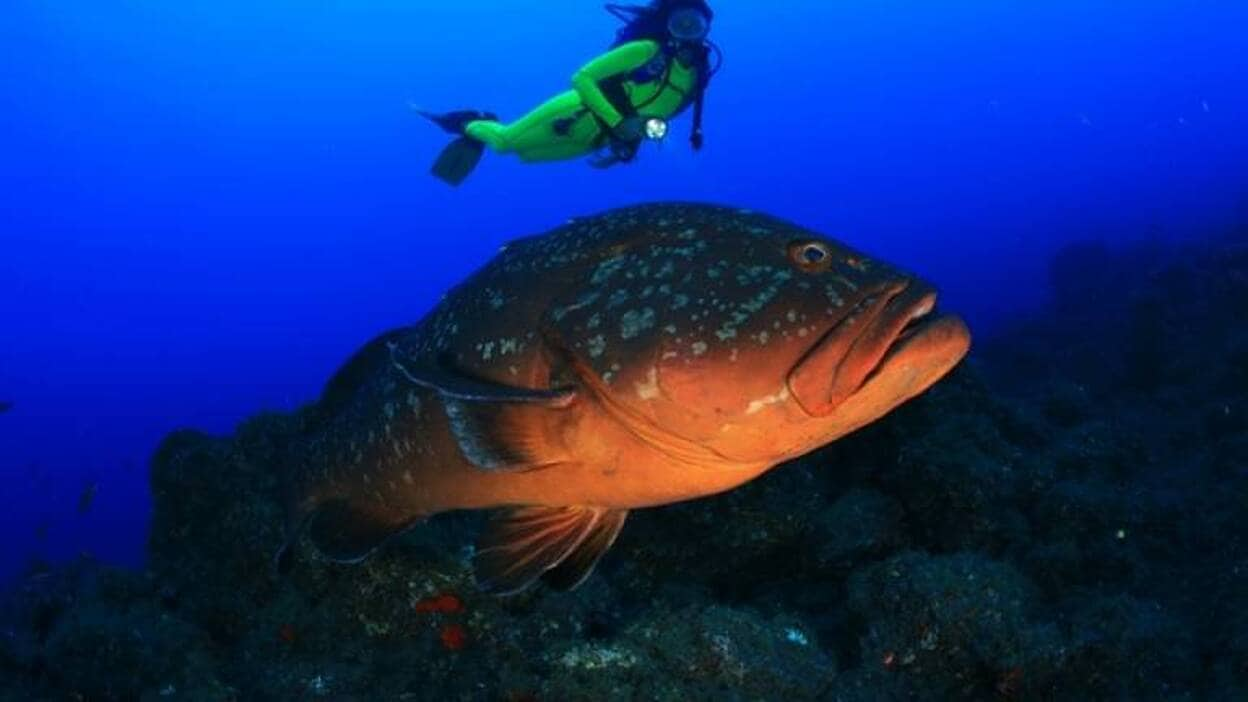 El Hierro llora al mero Pancho