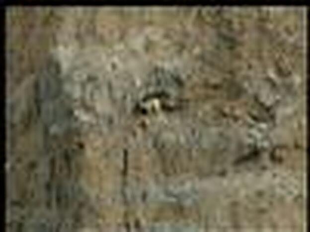 Una cabra se encuentra atrapada en un risco en Valle Gran Rey