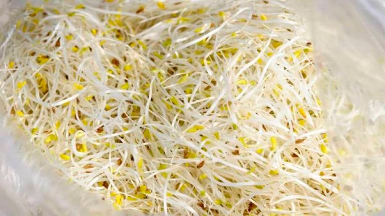 Alemania vincula el "E.coli" a una explotación de soja de la Baja Sajonia