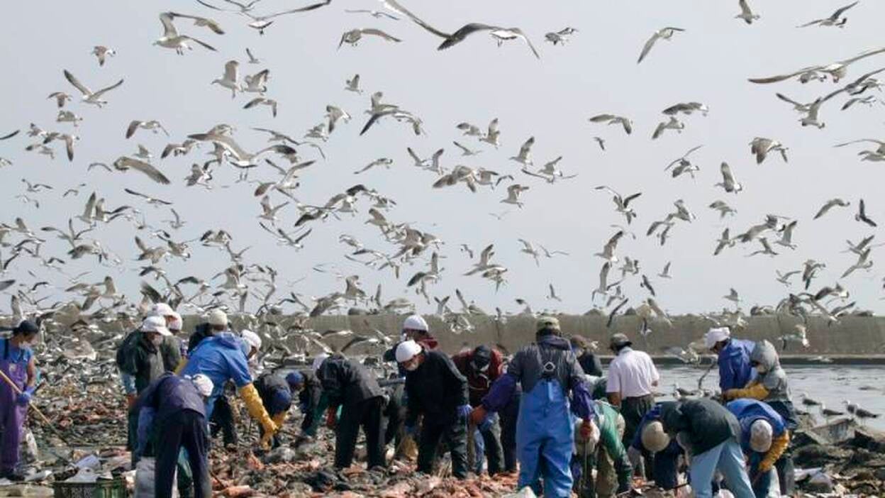 Pescadores afectados por el tsunami