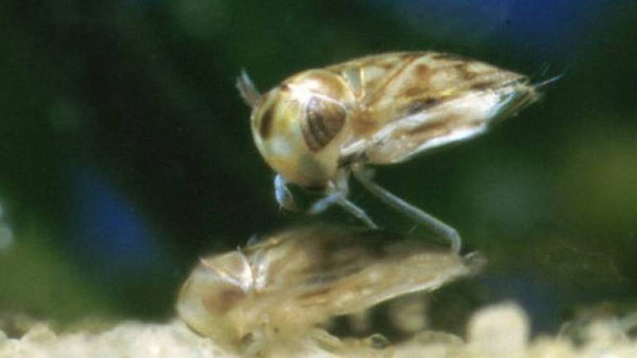 El animal más ruidoso de la Tierra es un insecto de 2 milímetros