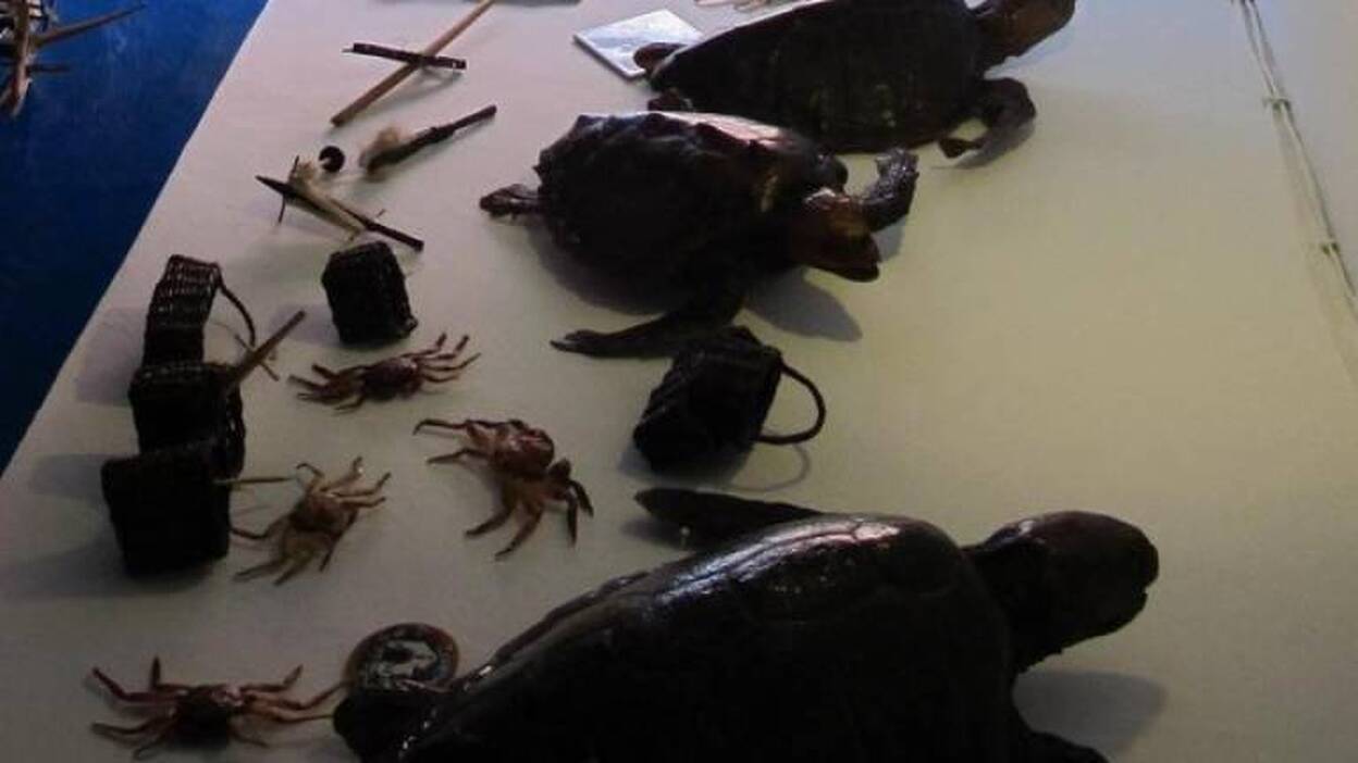 Intervenidas trece tortugas disecadas que adornaban una vivienda en El Hierro