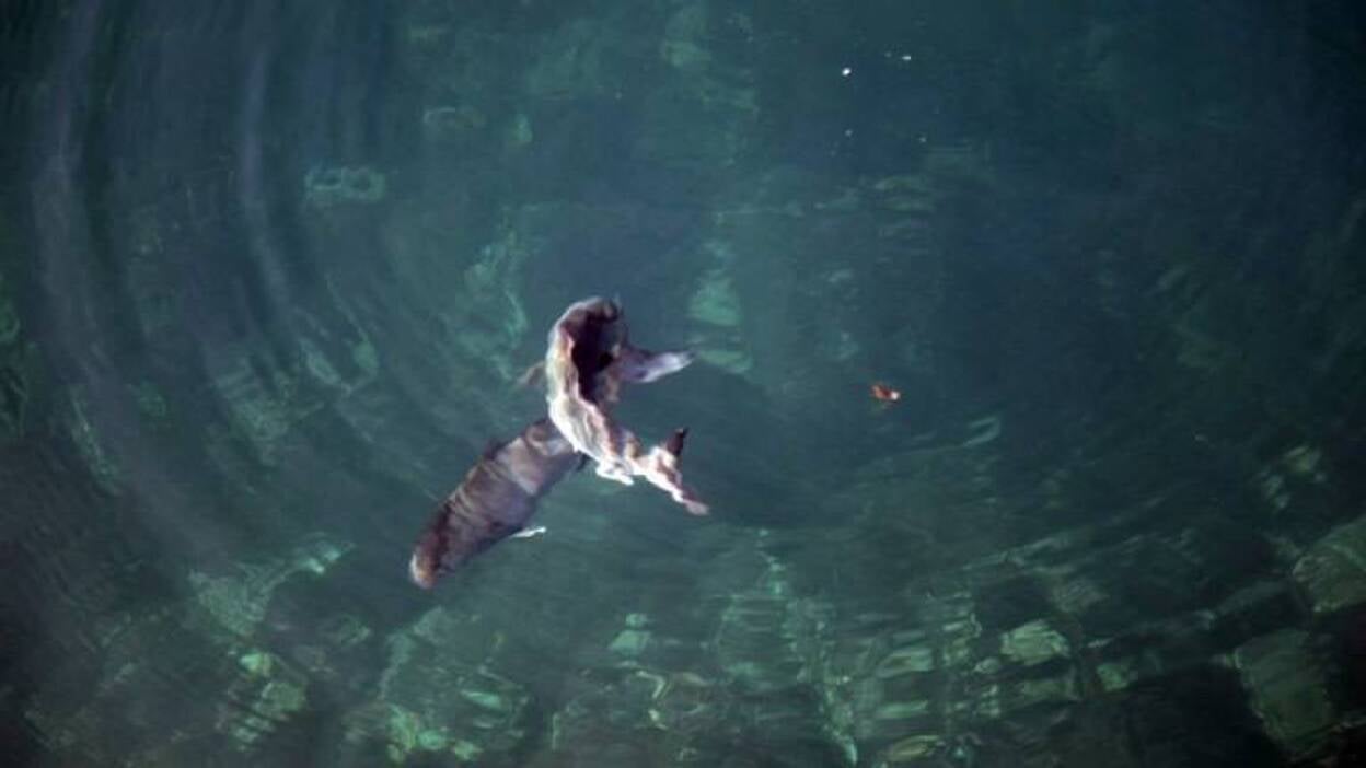 La vida vuelve a La Restinga