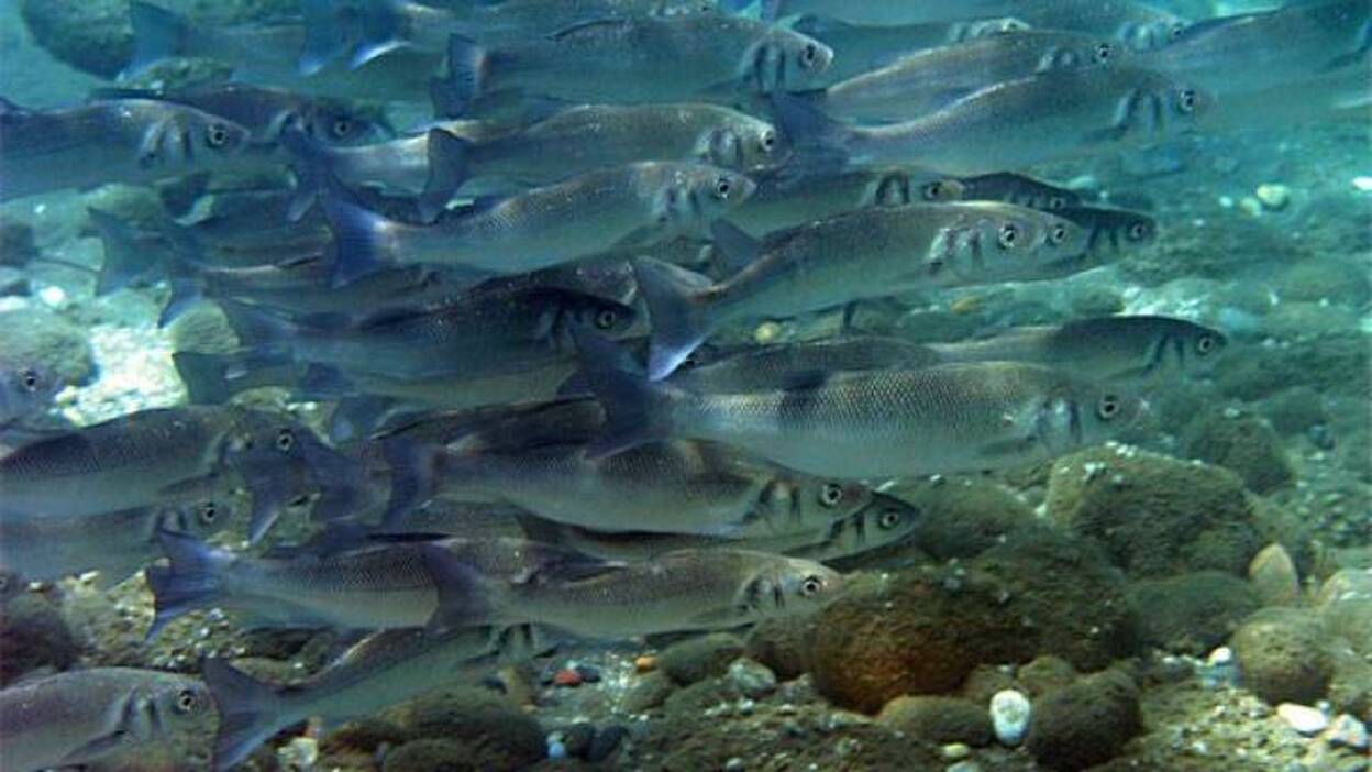 El calentamiento puede masculinizar a algunos animales