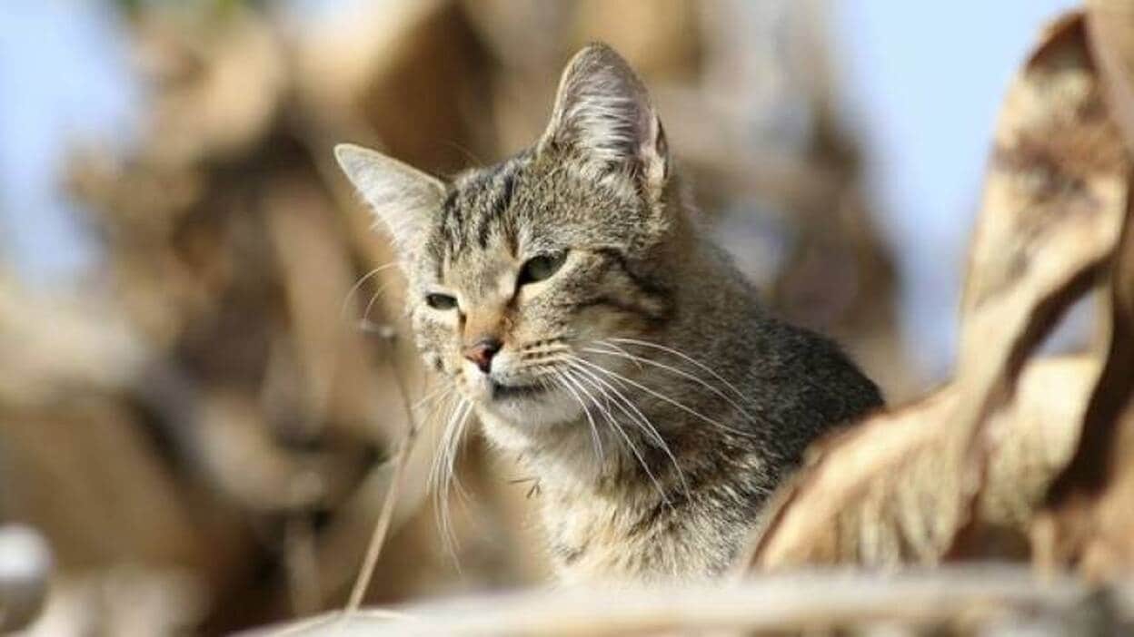 El gato asilvestrado, un serio peligro de las especies endémicas de Canarias