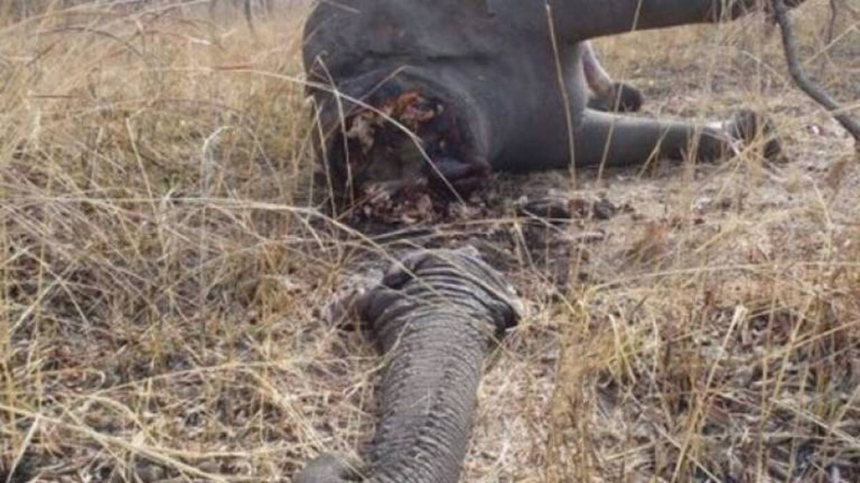 Guerrilleros sudaneses matan 200 elefantes en Camerún para vender su marfil