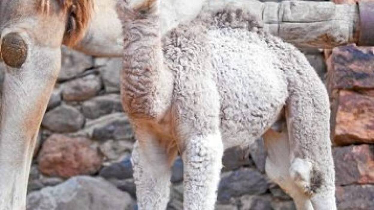 Crece la familia de dromedarios