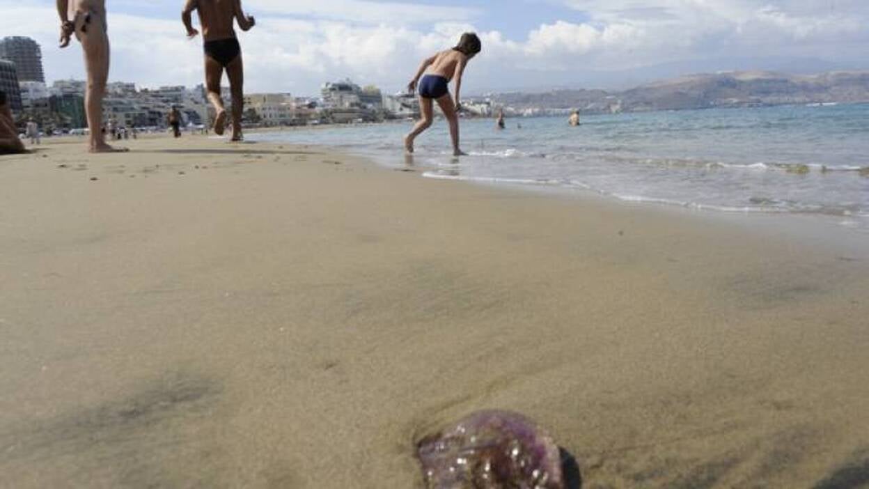 Retiran 1,2 toneladas de medusas de la playa de Las Canteras