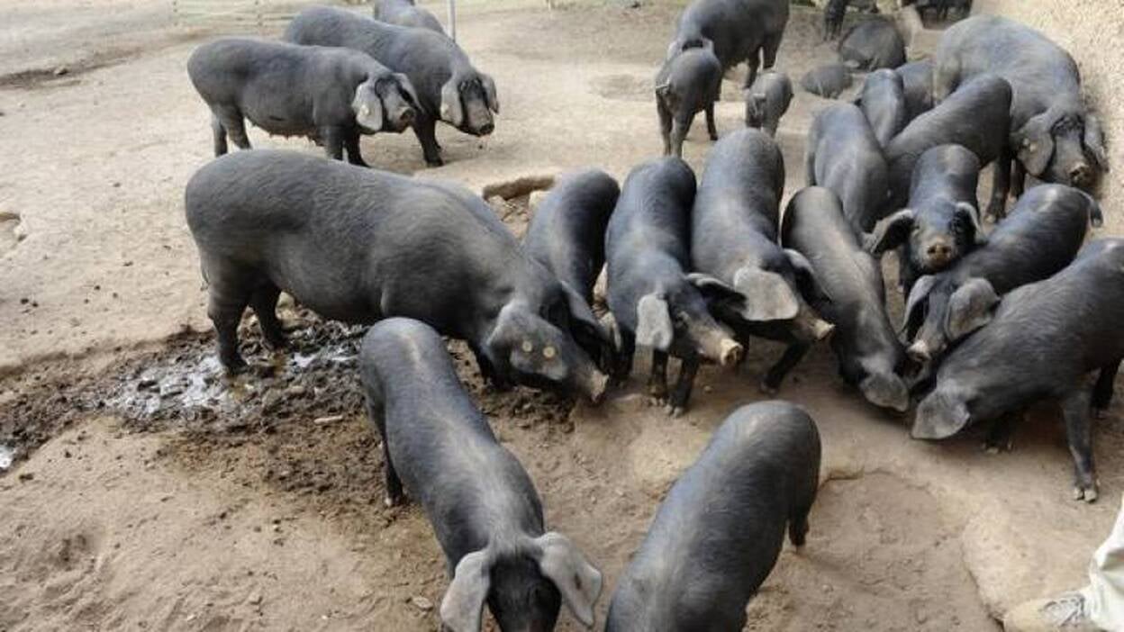 Cochino negro canario, con calidad