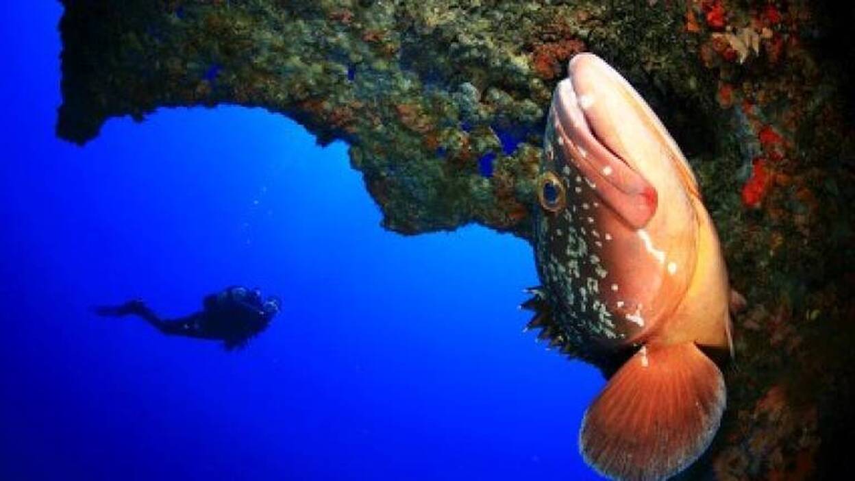 Las Palmas convoca la cuarta edición del concurso internacional de Fotosub