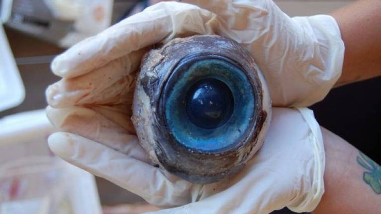 Encuentran un globo ocular gigante en una playa de Florida