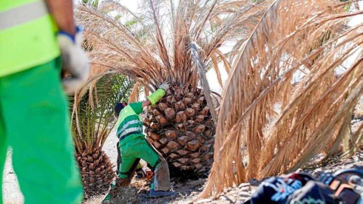 Unas 500 palmeras secas de la autovía del Sur van al vertedero