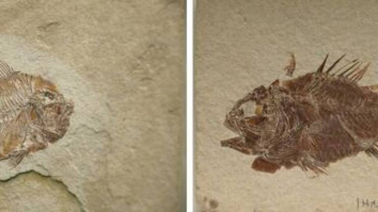 Descubren especies de peces de 110 millones de años de antigüedad en México