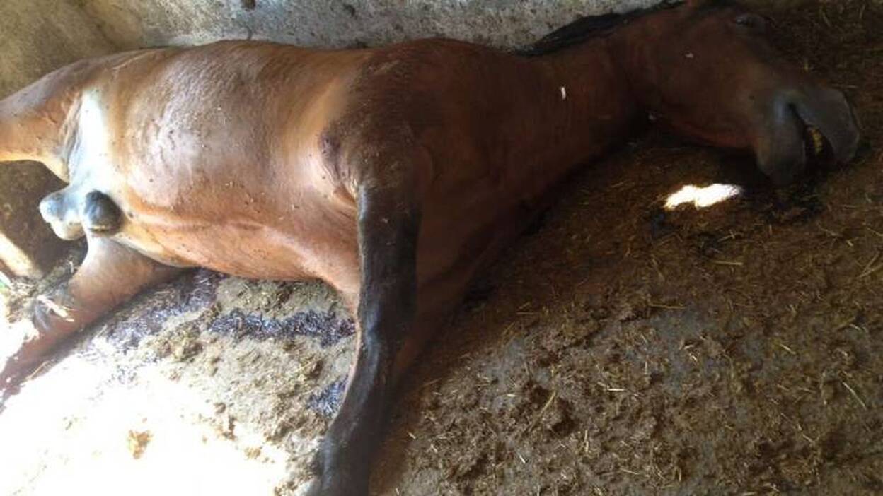 Hallan un caballo muerto y otro en mal estado en Ingenio