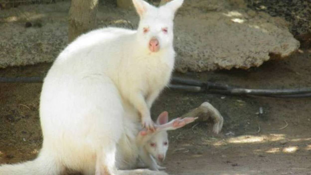 Aumenta la familia de Oasis Park