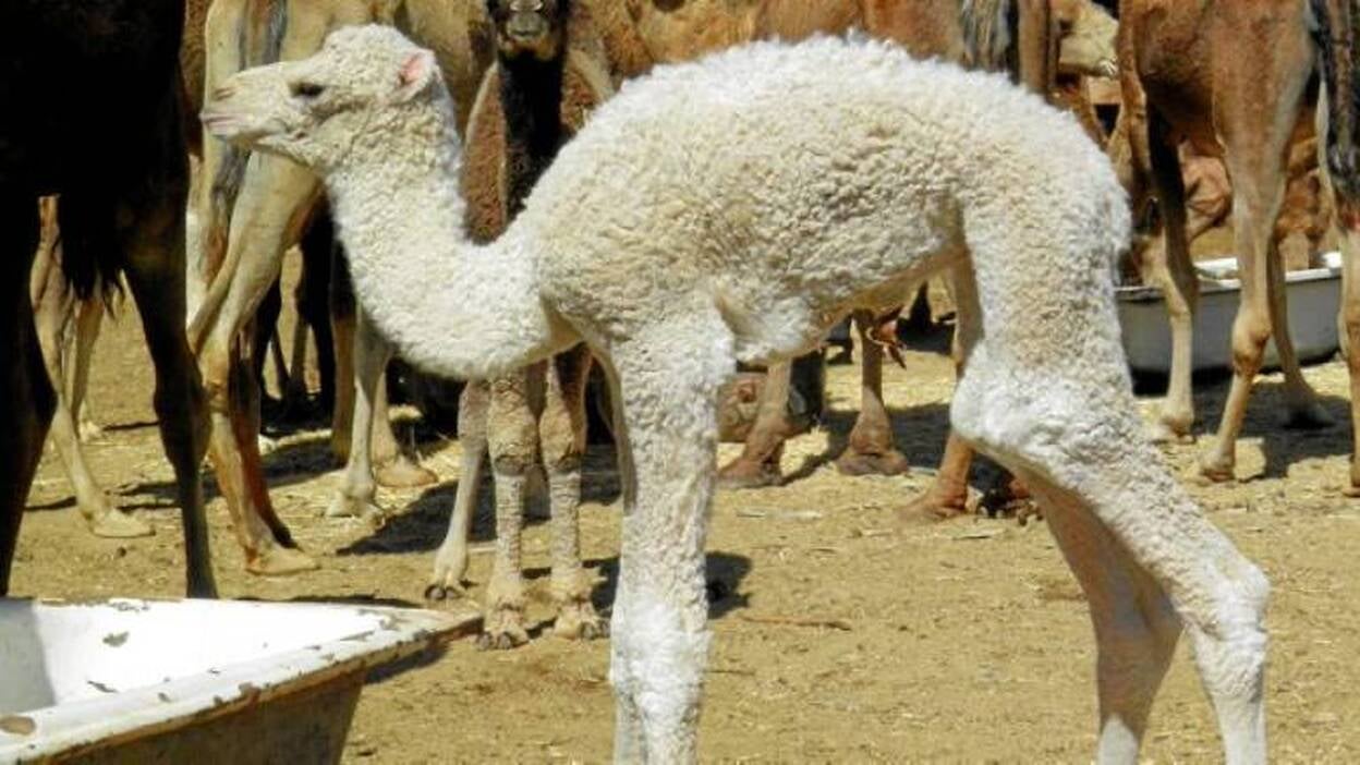 'Feaga' es un guelfo