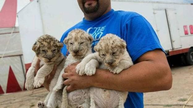 Leones blancos que nacen para dar esperanza a un circo | Canarias7