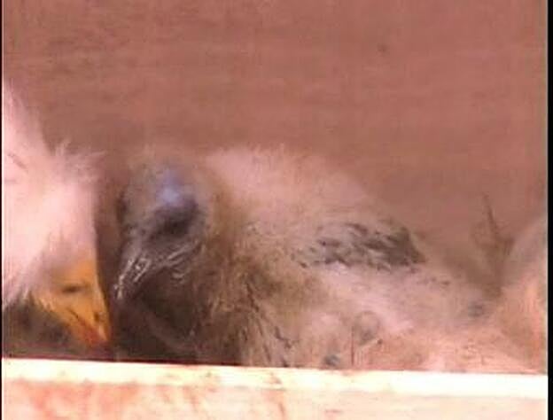 Nace el primer guirre en cautividad en Gran Canaria