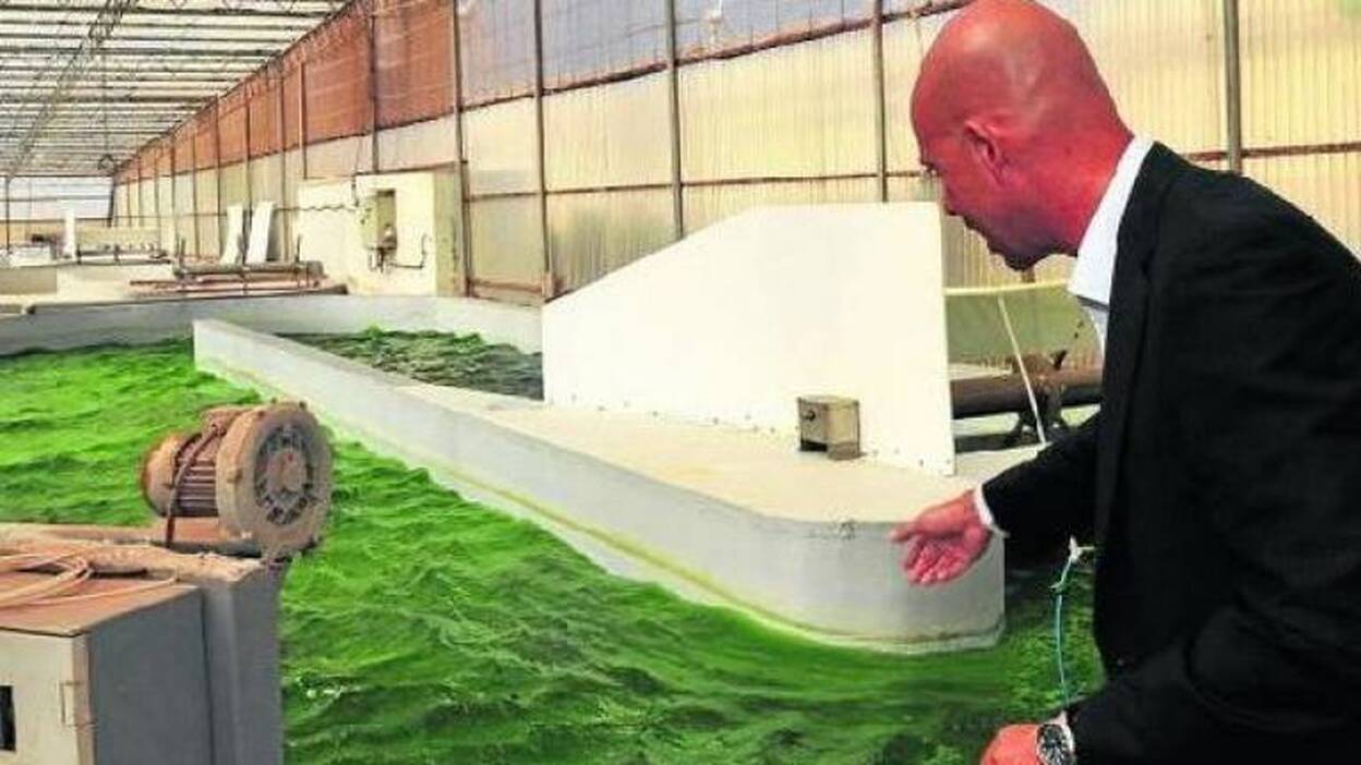 Microalgas 'made in Canarias' para el mercado de la alimentación