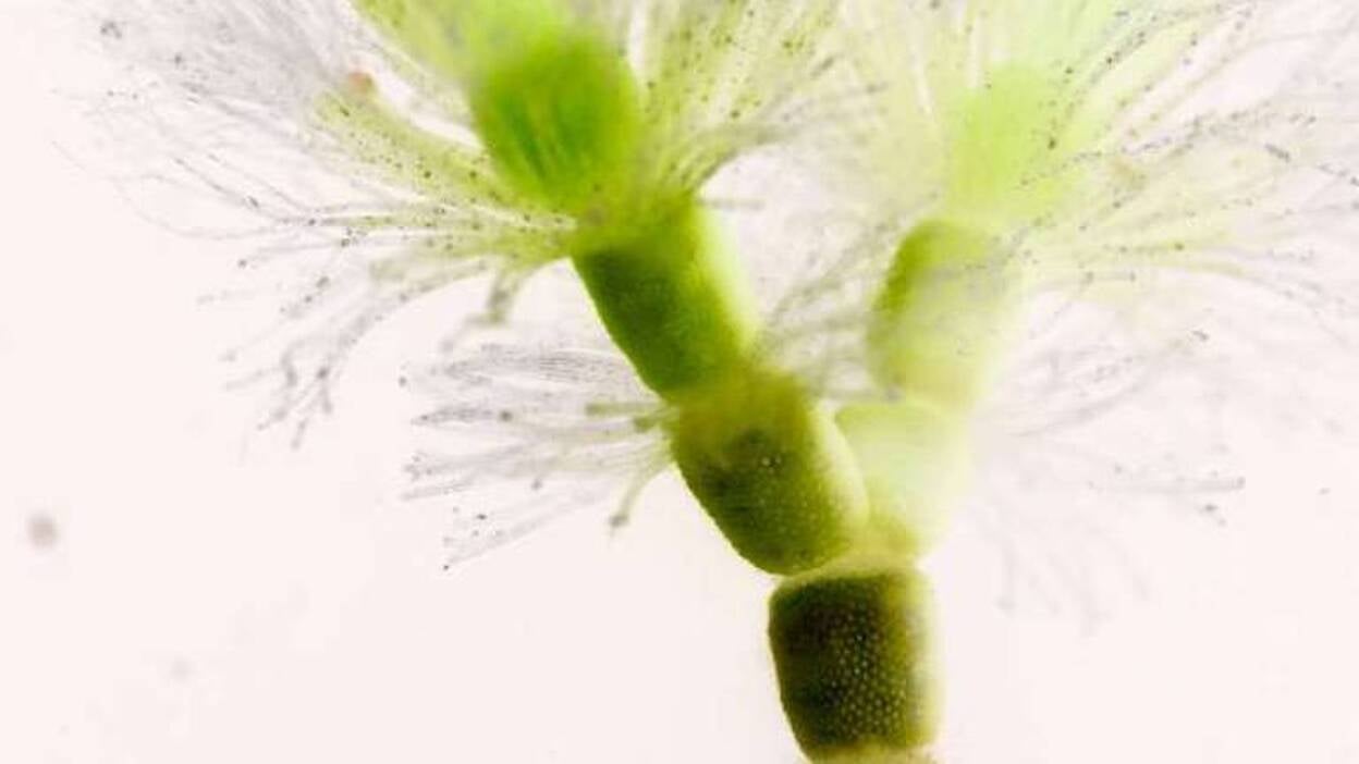 Las Canteras, el mejor plató para la foto submarina