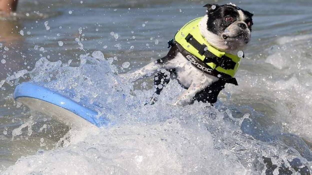 Competición de perros sobre olas