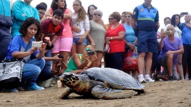 Suelta de tortugas con motivo del Día Mundial de Los Océanos